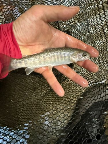 イワナの釣果