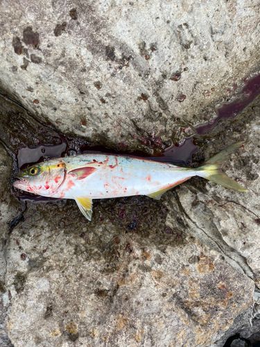 ツバスの釣果
