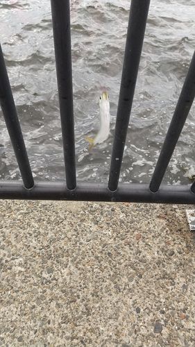 サッパの釣果