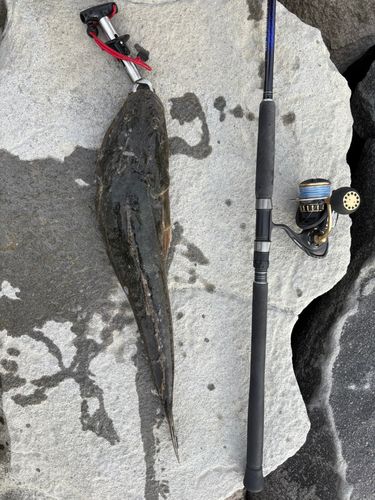 マゴチの釣果