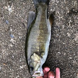 スモールマウスバス