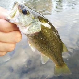 ラージマウスバス