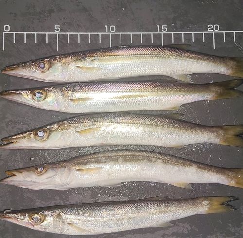 カマスの釣果