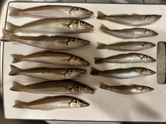 シロギスの釣果