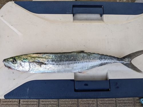 サゴシの釣果