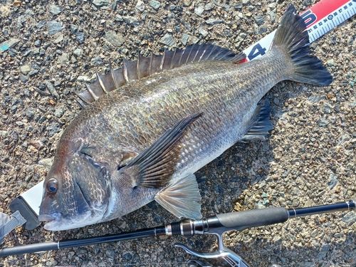 クロダイの釣果