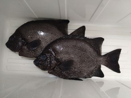 イシガキダイの釣果