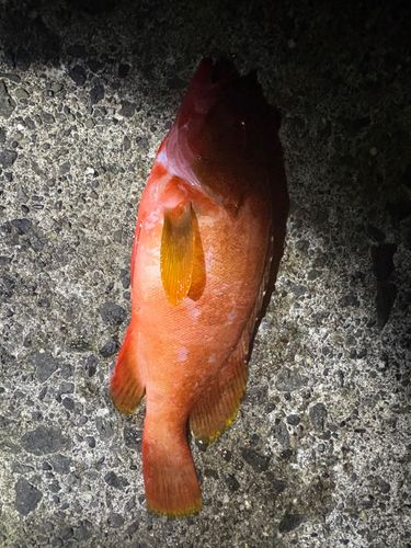 アカハタの釣果
