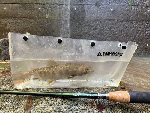 イワナの釣果