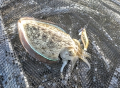 モンゴウイカの釣果