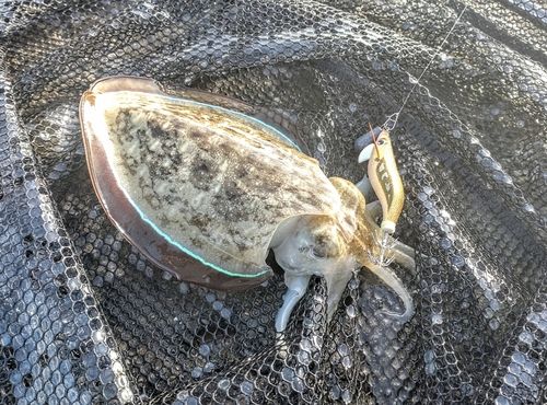 モンゴウイカの釣果