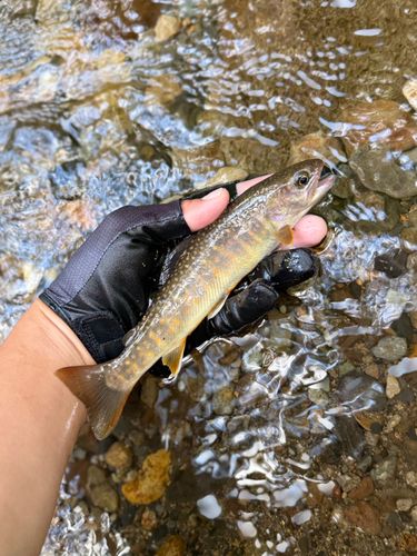 ニッコウイワナの釣果