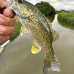 スモールマウスバス