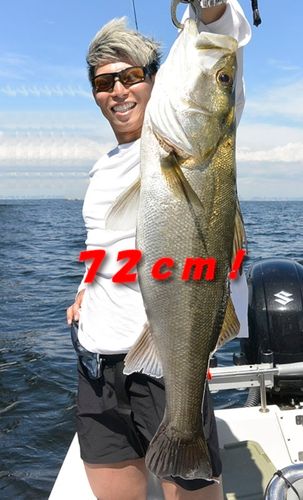 シーバスの釣果