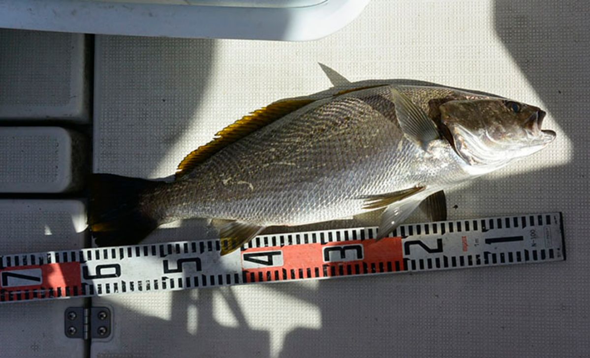 シーバス船シーホース　ウッチー船長さんの釣果 3枚目の画像