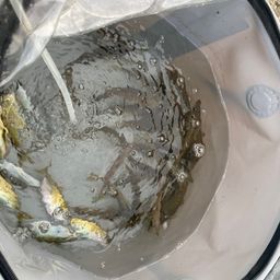 アジ