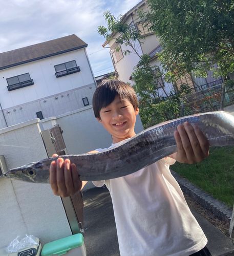タチウオの釣果