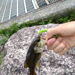 ブラックバス