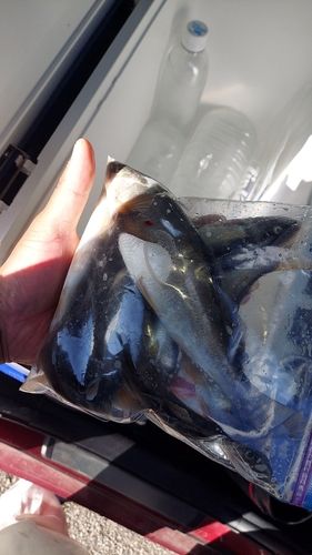 アユの釣果