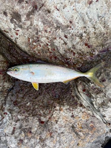 ツバスの釣果
