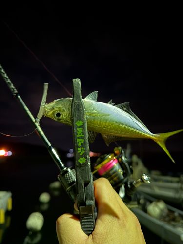 マアジの釣果