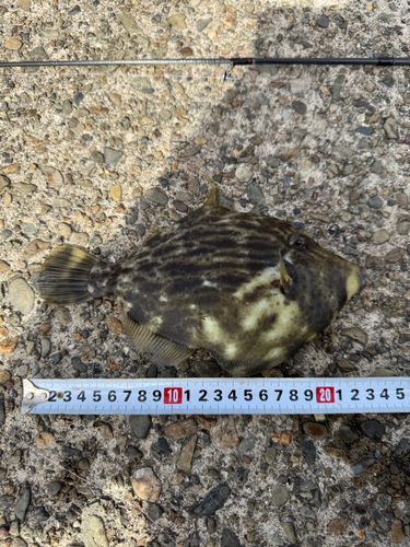 カワハギの釣果