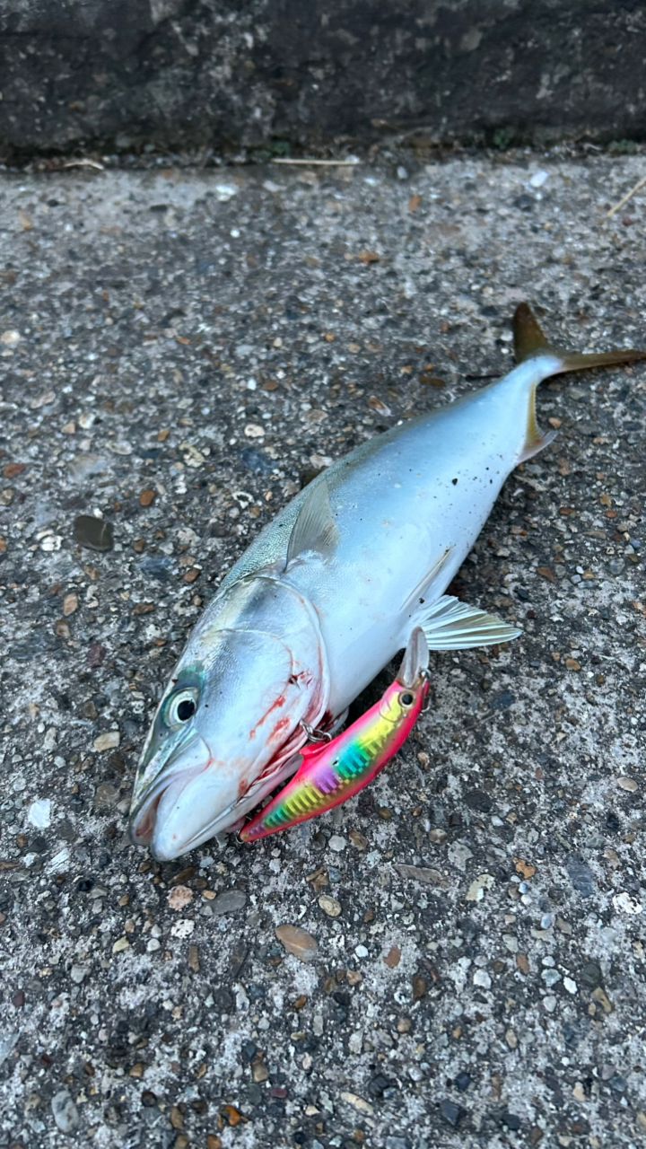 ツバス