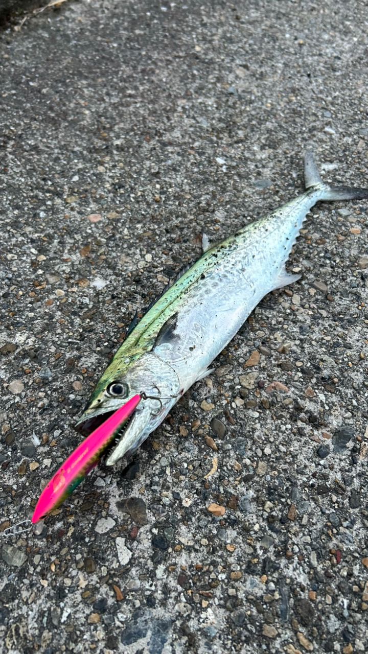ツバス