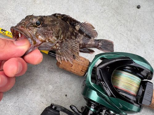 カサゴの釣果