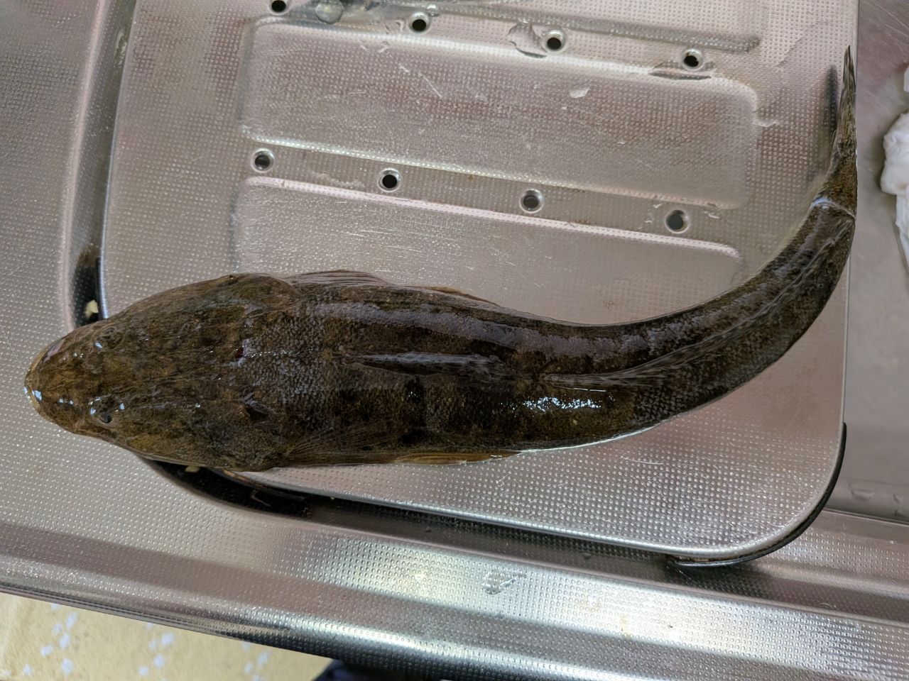 マゴチ