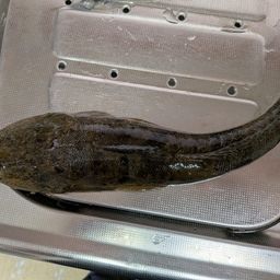 マゴチ