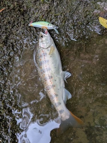 アマゴの釣果