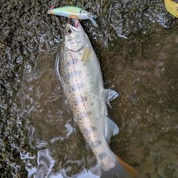 アマゴ