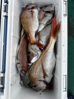 マダイの釣果