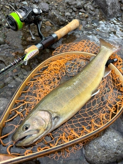 イワナの釣果