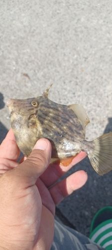 カワハギの釣果