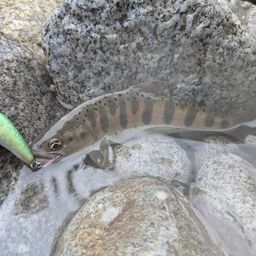 アマゴ