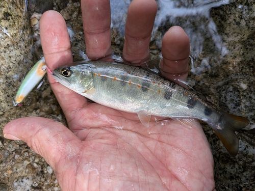 アマゴの釣果