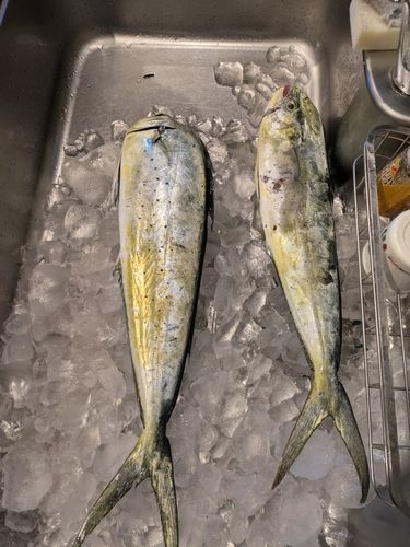シイラの釣果