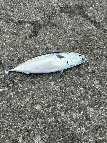 西伊豆