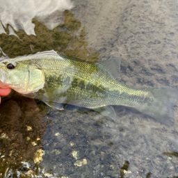 ラージマウスバス