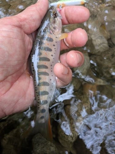 アマゴの釣果