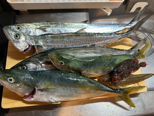 サゴシの釣果