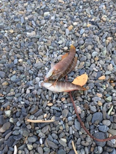 キュウセンの釣果