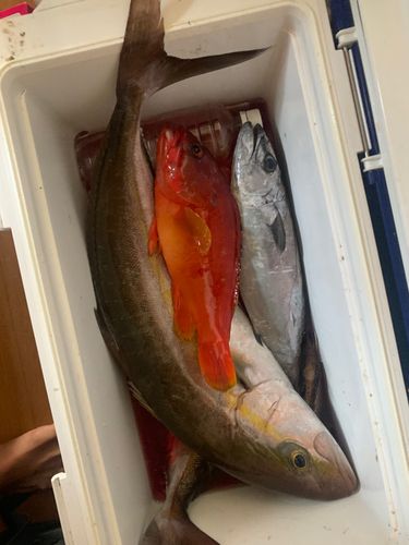 カンパチの釣果