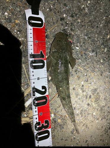 マゴチの釣果