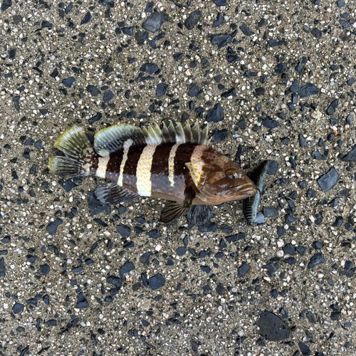 アオハタの釣果