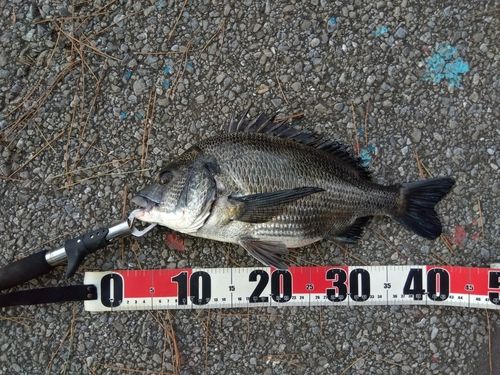クロダイの釣果