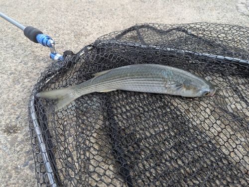 ボラの釣果