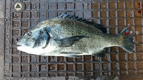 チヌの釣果